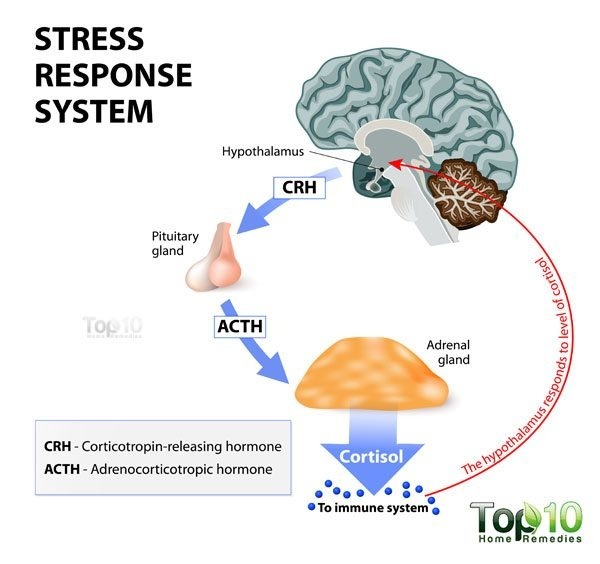 STRESS
RESPONSE
SYSTEM

 
  

acrw
AY & 9

CRM - Corticotrogen-cokeasing hormone:
ACTH - Adeenocorticotiop hormone.

ER [+ CY