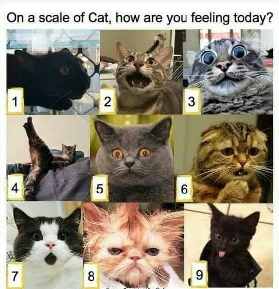 On a scale of Cat, how are you feeling today?
