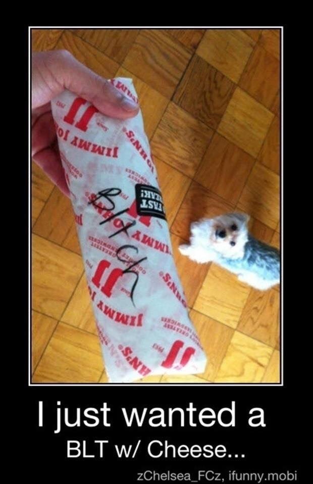 | just wanted a
BLT w/ Cheese...

zChelsea_FCz, ifunny.mobi