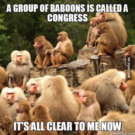 A'GROUP OF BABOONS IS CALLED A
: i