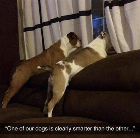 “One of our dogs is clearly smarter than the other...”