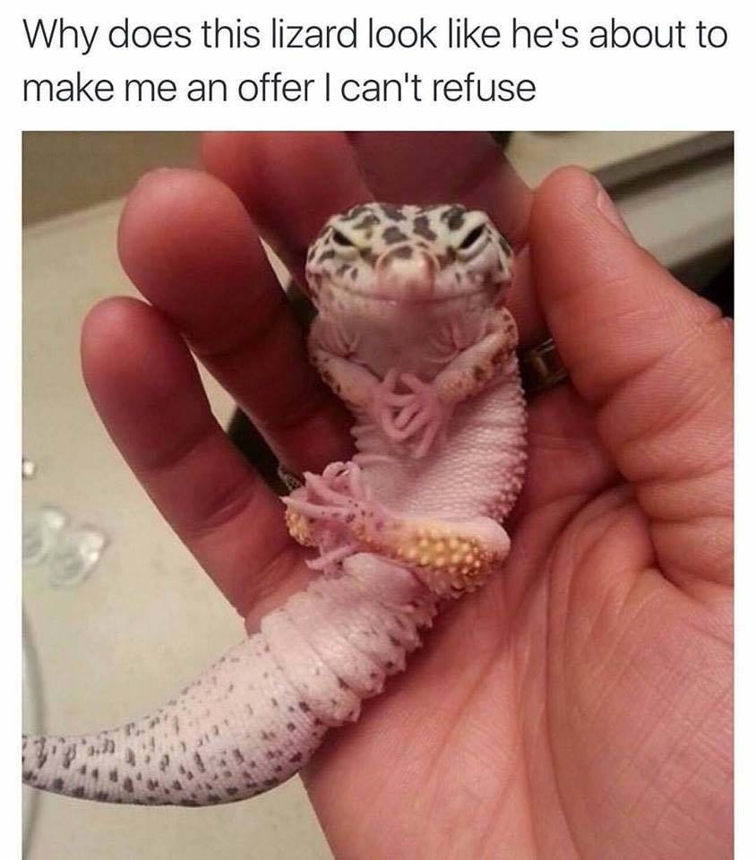 Why does this lizard look like he's about to
make me an offer | can't refuse