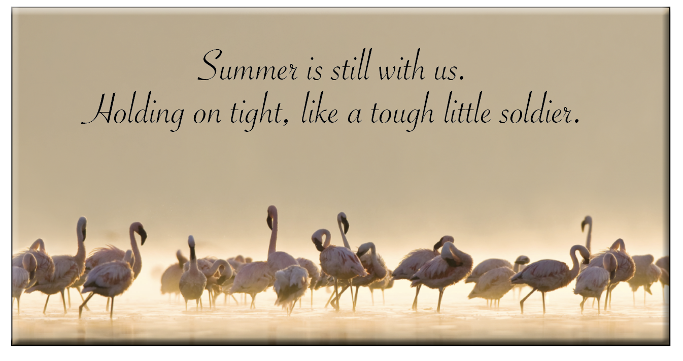 Summer is still wilh us.

Molding on light, lite a lough little soldier.

ly 6 ab gels