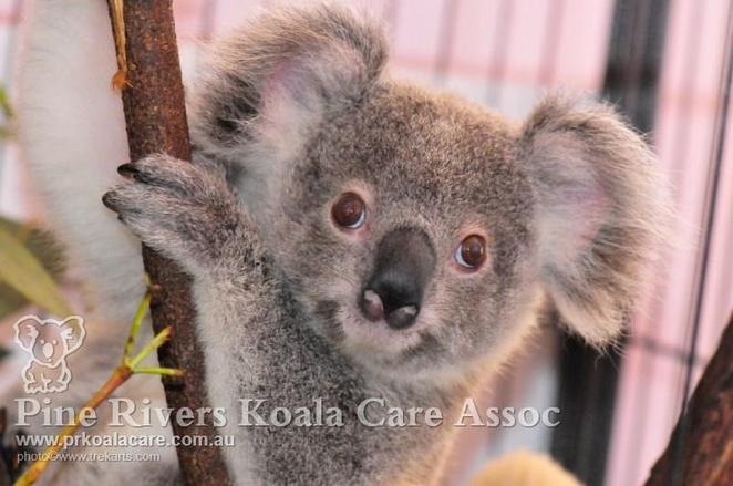 1 2 Le Koala Care Association