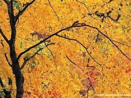 My Friend, the Tree