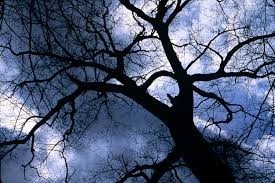 My Friend, the Tree