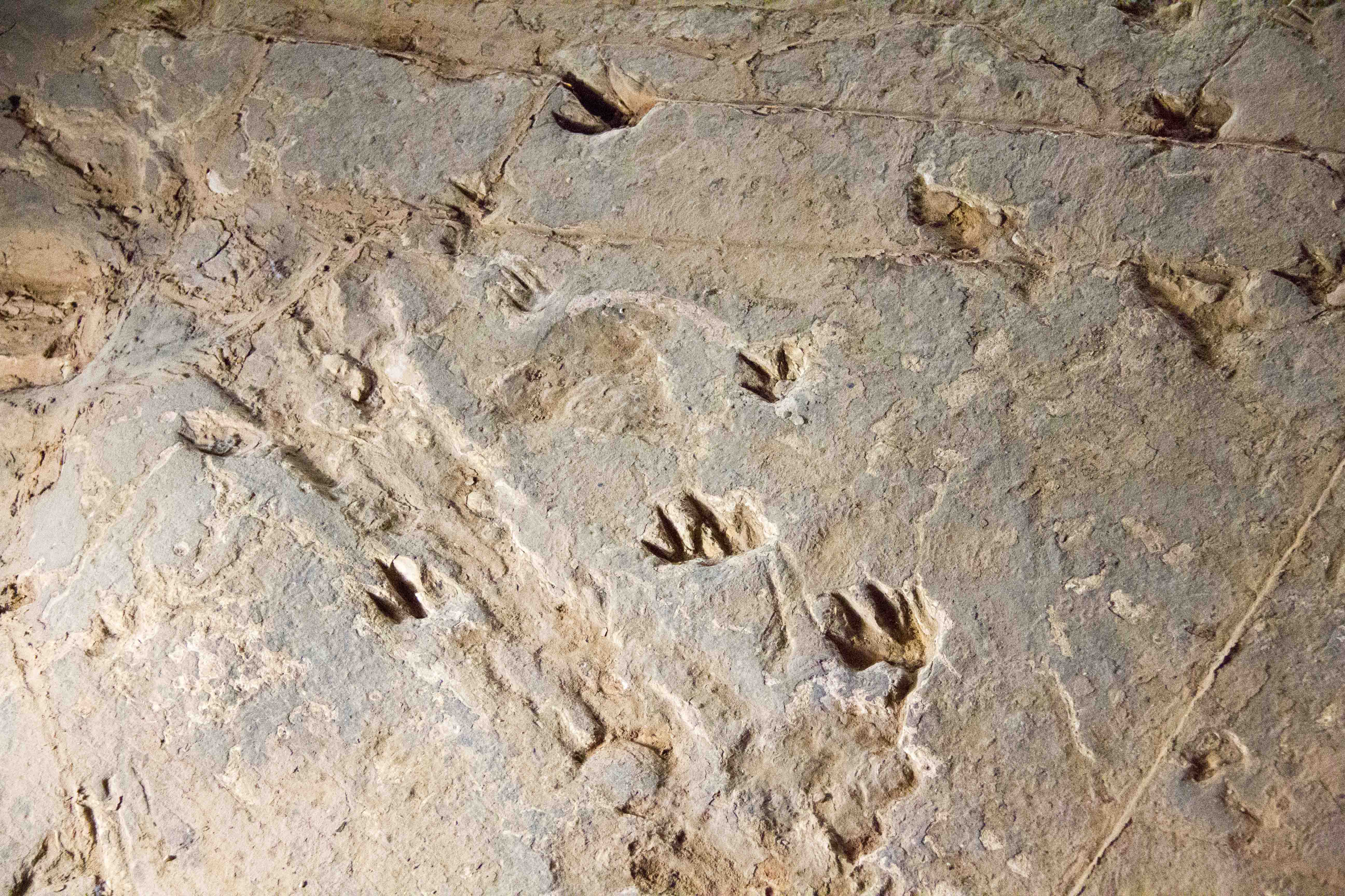 Footprints of the small chicken-sized theropod footprints, and the small emu-sized ornithopods, tracking quickly to the north-east, away from the camera.