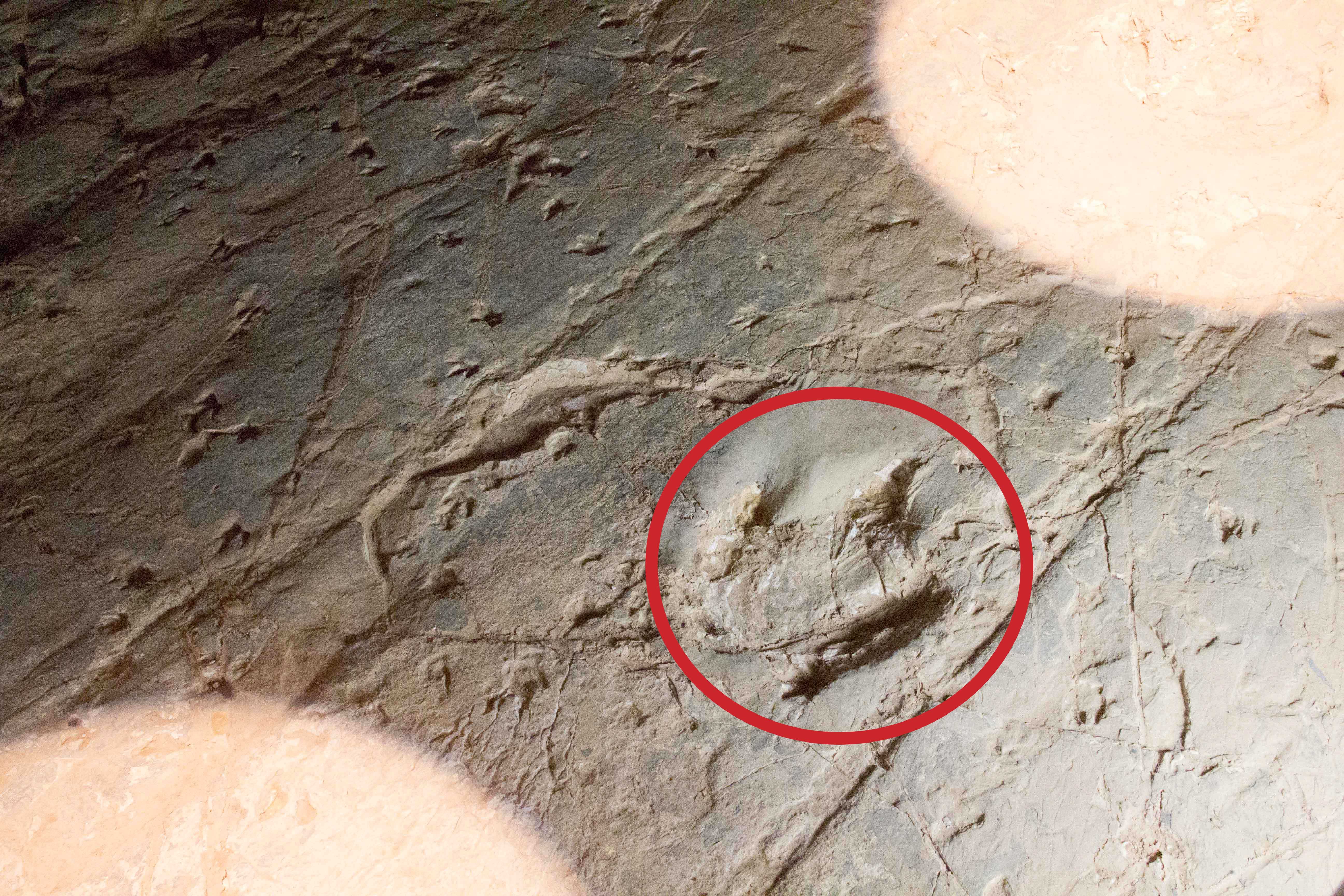 Red circle contains the three-toed print of the large theropod.