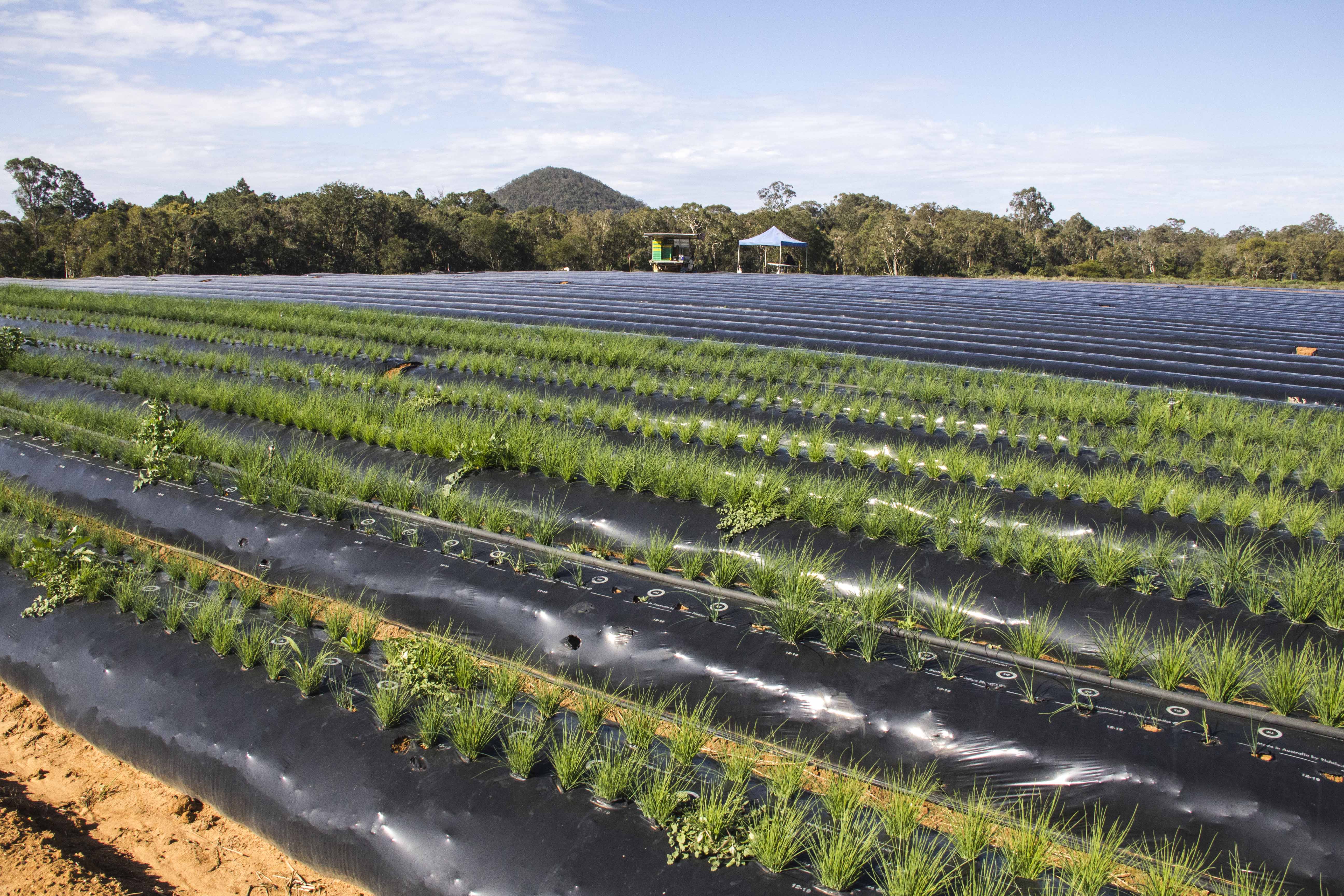 WELCOME

FARMGATE OPEN
SAT & SUN 9-5

PYO STRAWBERRIES =

 

pe pd VAIN Le os
ORT www.luvaberry.com.au 4
\ AT 7