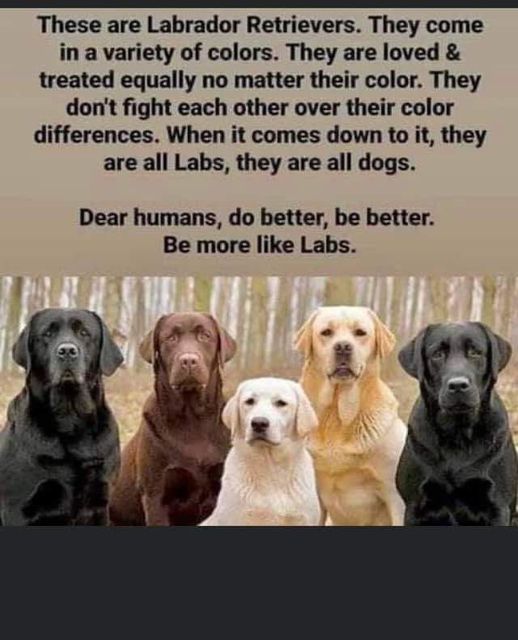 These are Labrador Retrievers. They come
in a variety of colors. They are loved &
treated equally no matter their color. They
don't fight each other over their color
differences. When it comes down to it, they
are all Labs, they are all dogs.

Dear humans, do better, be better.
Be more like Labs.