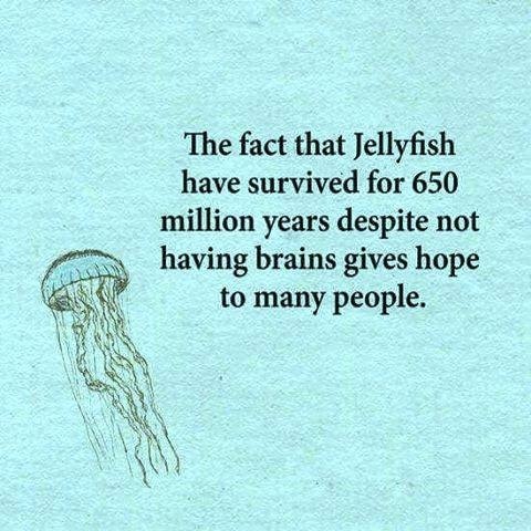 The fact that Jellyfish
have survived for 650
million years despite not
GD having brains gives hope
to many people.
