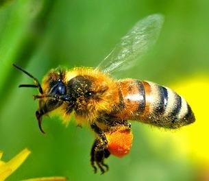 hh
“IF THE BEE DISAPPEARED OFF THE SURFACE OF THE GLOBE,
THEN MAN WOULD ONLY HAVE FOUR YEARS OF (17313

RULE