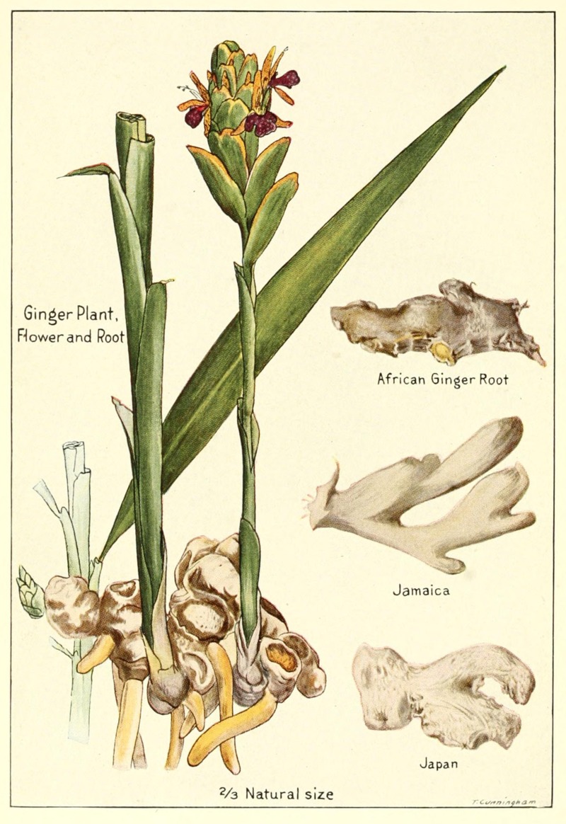 Ginger Plant,

Flower and Root