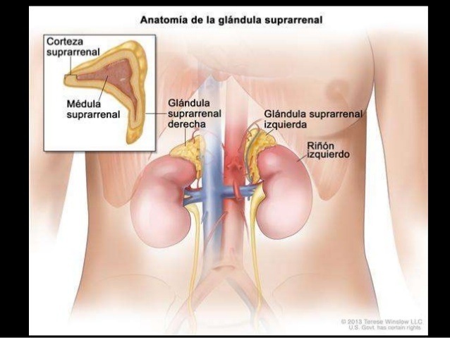 Anatomia de la gléndula suprarrenal

Glandula
suprarrenal Gianaula supcarronall
derocha wzquierda

Rion
Zquierdo.