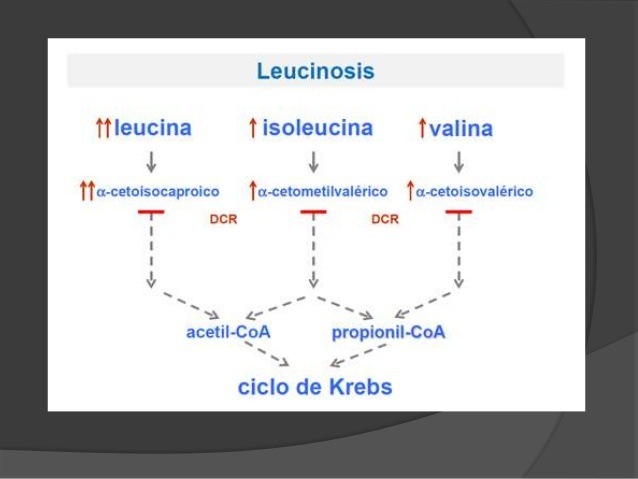 Leucinosis

ftleucina tisoleucina fvalina

ocr

. oe » o£”
acetil-CoA propionil-CoA
a «

ciclo de Krebs