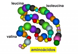 louci
4 Isoleucina

valina'

aminoacidos