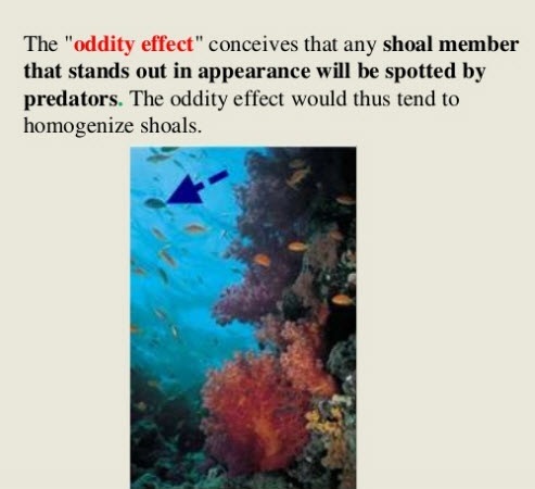 The “oddity effect” conceives that any shoal member
that stands out in appearance will be spotted by
predators. The oddity effect would thus tend to
homogenize shoals

=