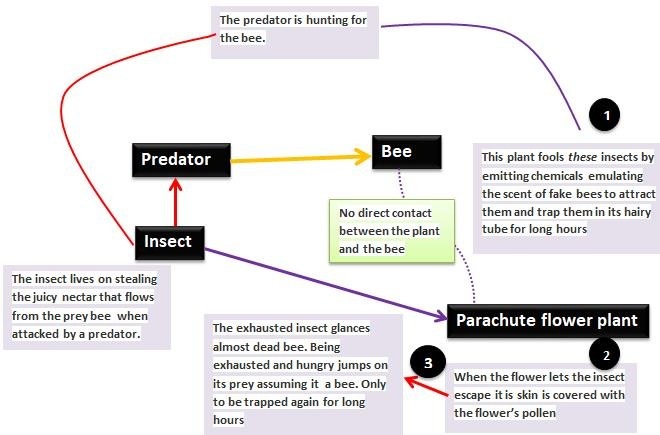 The perdaton in hunting for

the bee

{ \ ©

       
  
  
  
 
 
   
 

Predator

  

the wcrnt of Laks brea to attract

No drct contact them and

 

  

between the plant tube for long

The imarct byes on string

Jey mrctar that Rows

 

he prey ber wher

Parachute flower plant

 

bys perdatorn

Whe