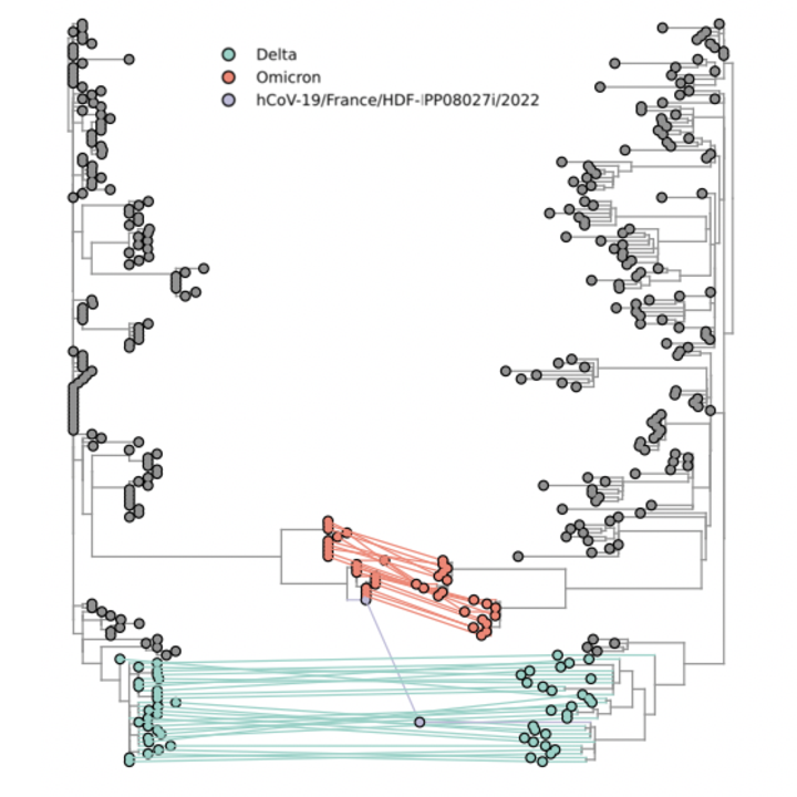 Omicron
©  hCoV-19fFrance/MDF- PPOB02712022