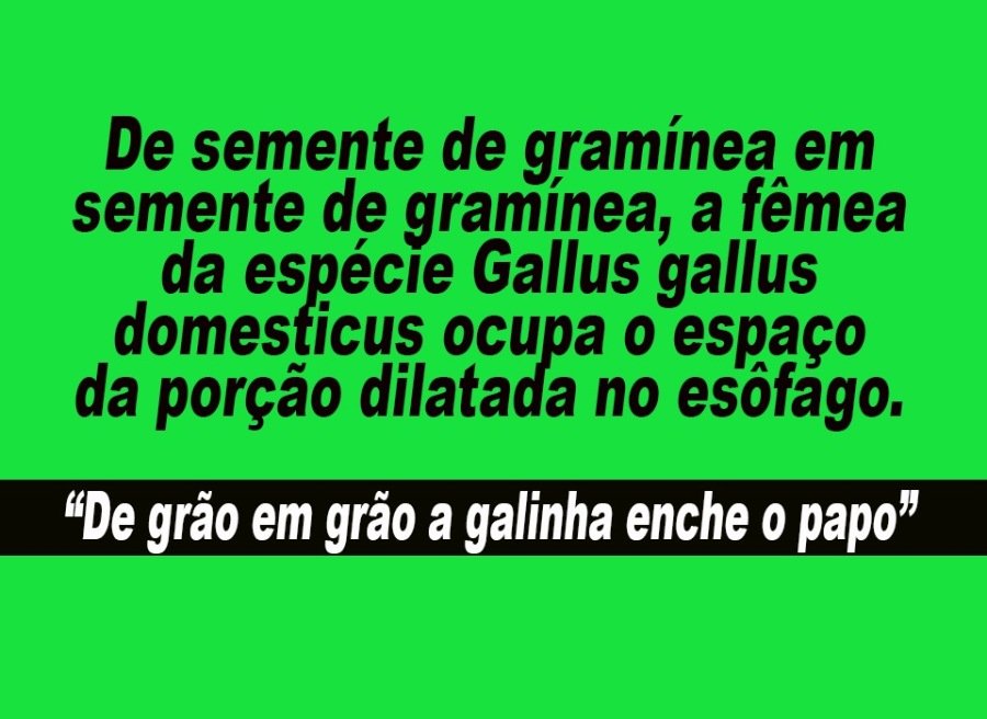 De semente de graminea em
semente de graminea, a fémea
da espécie Gallus gallus
domesticus ocupa o espaco
da porgao dilatada no eséfago.

“De grao em gréo a galinha enche o papo”