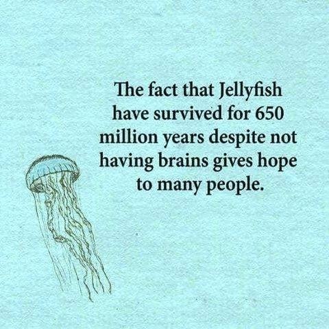 The fact that Jellyfish
have survived for 650
million years despite not
Pe having brains gives hope
to many people.