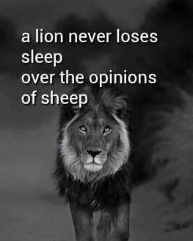 a lion never loses
sleep
over the opinions