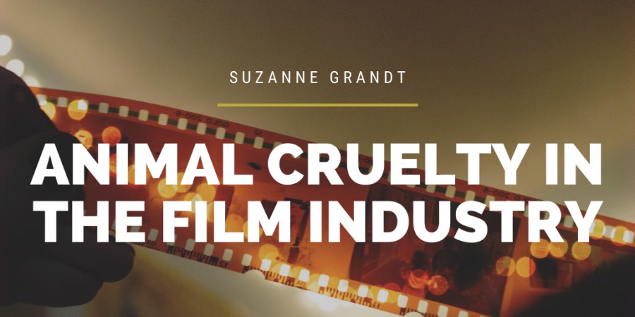Vv'e
ANIMAL CRUELTY IN
THE FILM INDUSTRY-