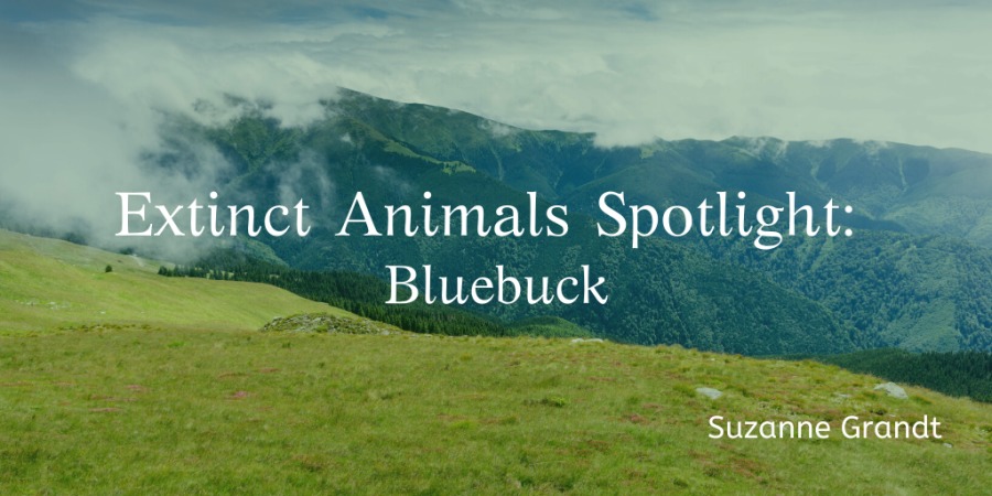 inct Animals Spotlight: ~~
- _ Bluebuck
bo Sy

a