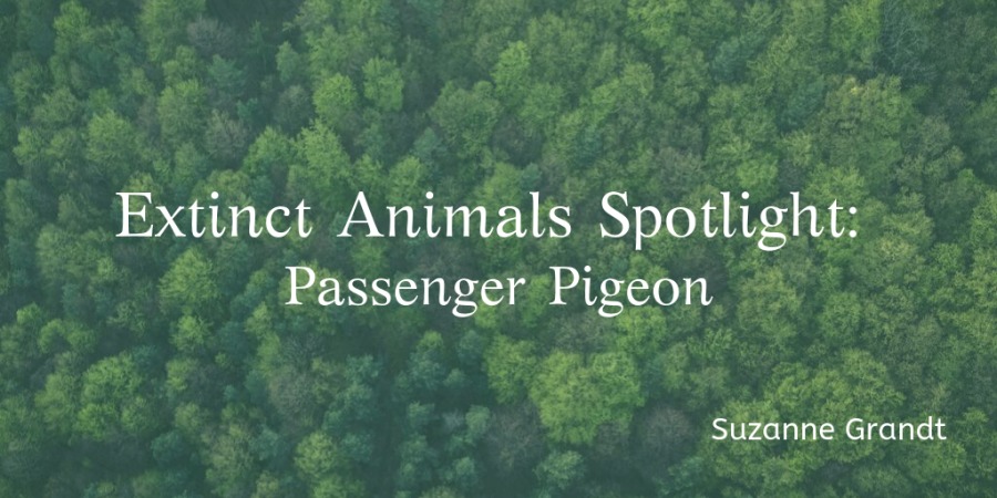 Extinct Animals Spotlight:
Passenger Pigeon

Suzanne Grandt