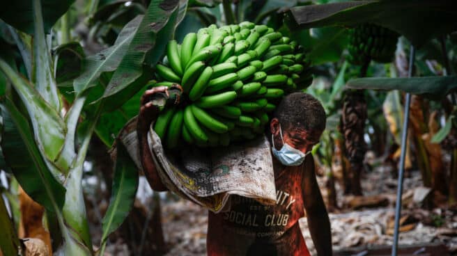 Para que nos animemos a apoyar al sector del #plátano de #Canarias en estos complicados momentos, contamos que Agr Food Marketing aportó solidariamente al sector la idea de utilizar el negro para diferenciar a los plátanos de La Palma https://bit.ly/PlátanosdeLaPa%A1tanosdeLaPalma…@AgrFoodMKT