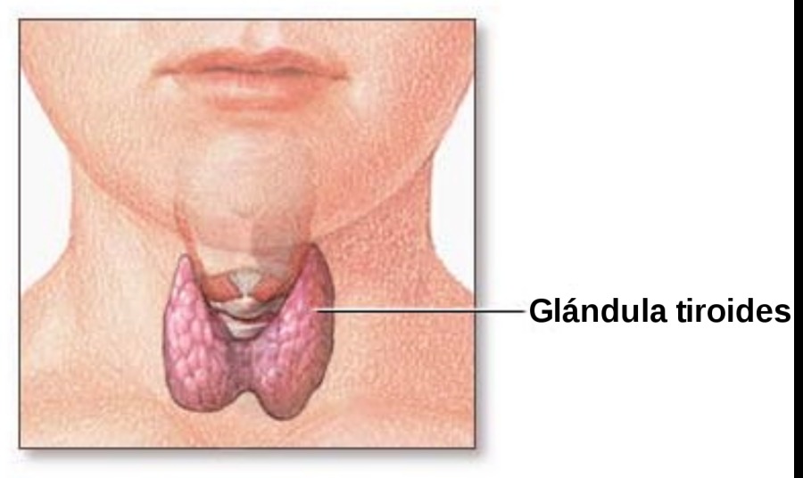 Glandula tiroides