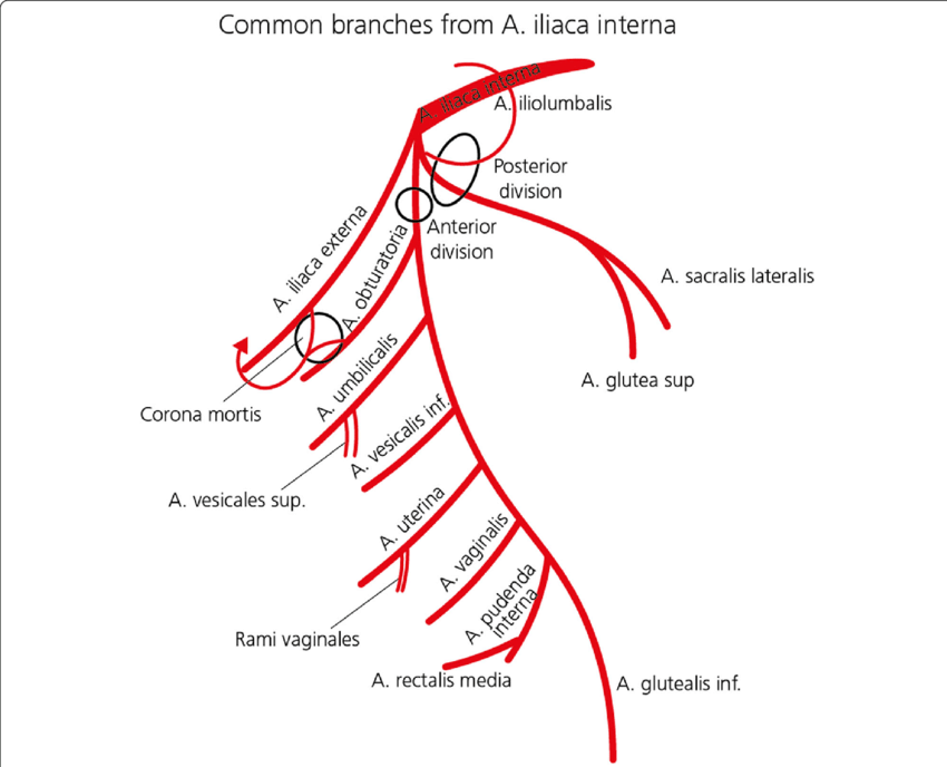 Common branches from A. iliaca interna

 
 
    
  
 
 
 
   
  

iolumbals

Posterior

A sacralis laterals

A glutea sup
Corona mortrs

A vesicales sup.

A rectals media A. gluteals nt
