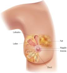 SIGNS OF BREAST CANCER

Changes in Nipple Dimpling
skin texture discharge

Lymph node Breast or Retracted or
changes nipple pain inverted nipple

Co

 

Changes in Swelling Changes in
skin color breast size

MEDiCALNEWS TODAY