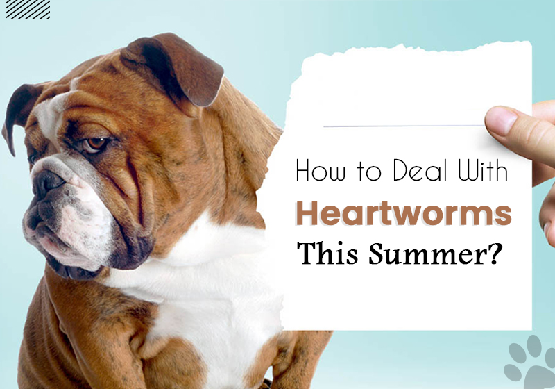 +
How to Deal With PB

Heartworms
This Summer?

- |