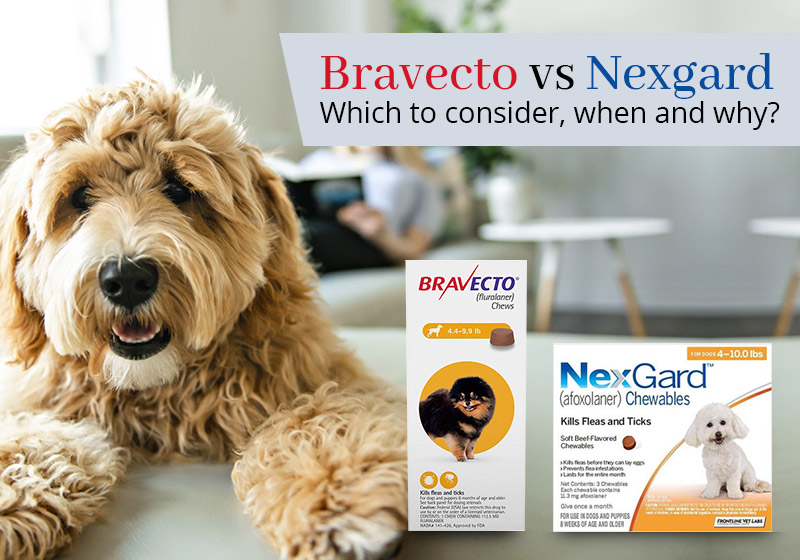 Bravecto vs Nexgard
Which to consider, when and why?