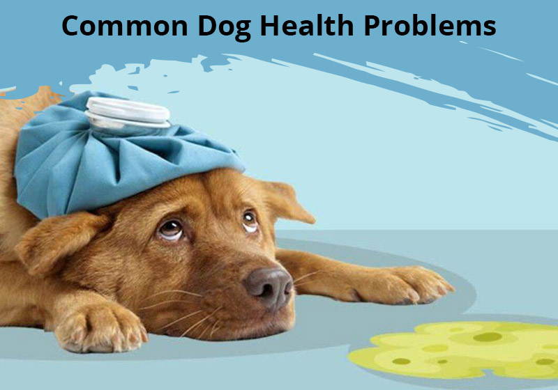 Common Dog Health Problems

i -