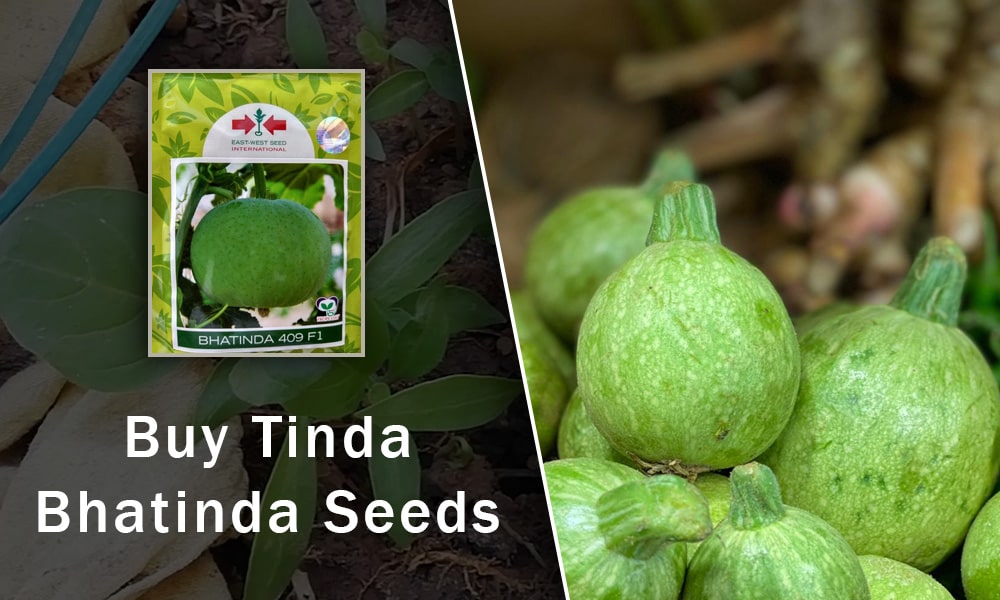 Buy Tinda
Bhatinda Seeds