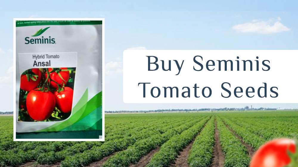 E
Buy Seminis
Tomato Seeds

tame