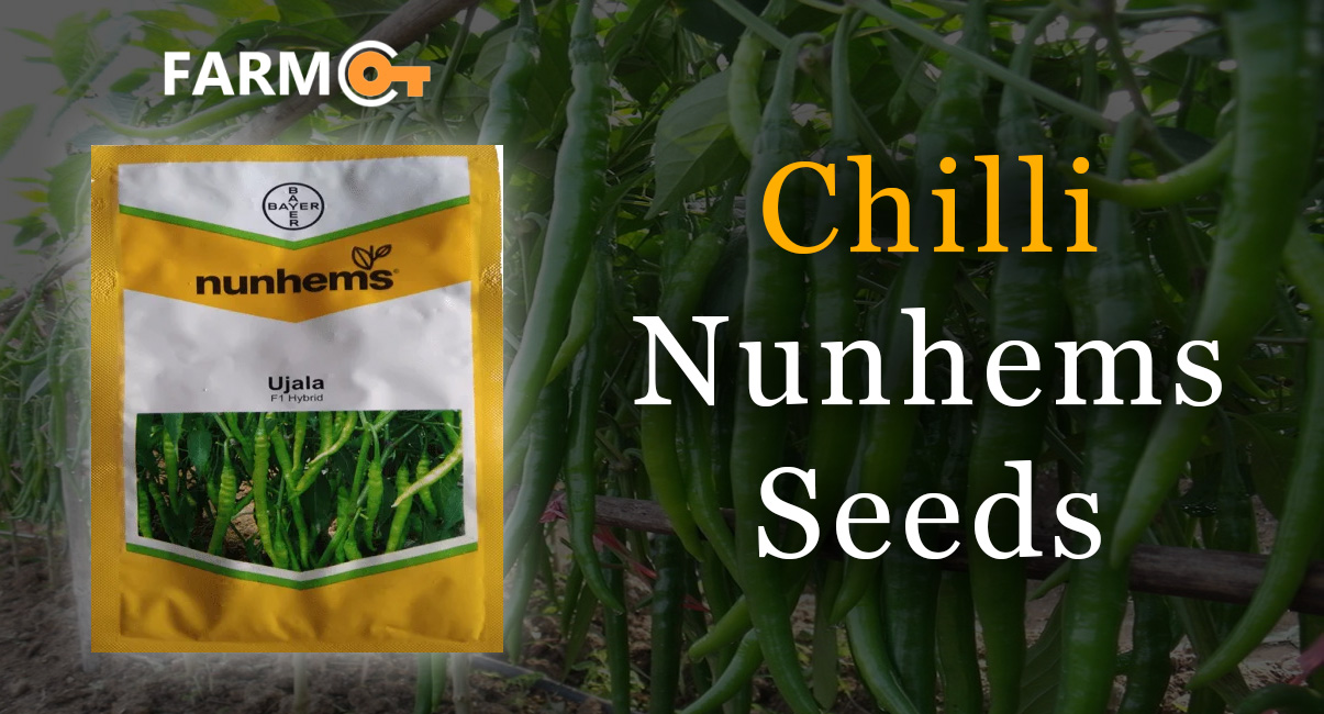 Chilli
Nunhems
Seeds