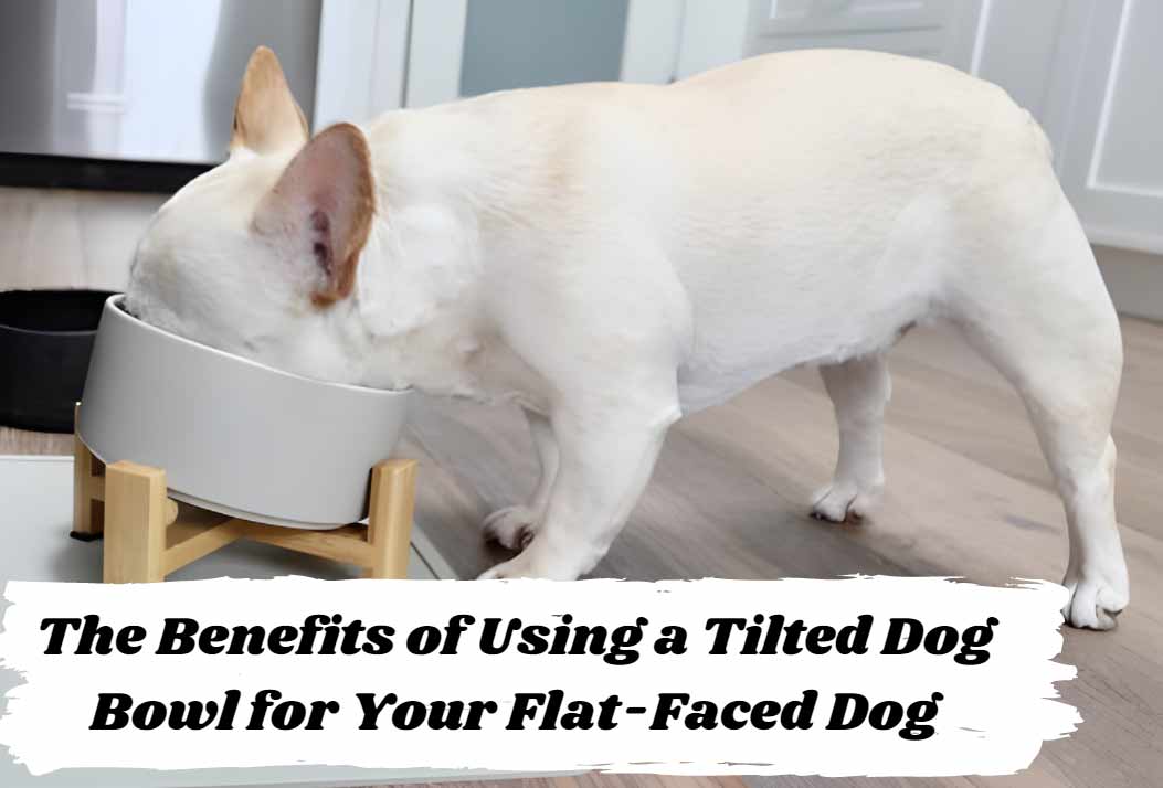 The Benefits of Using a Tilted Dog &amp;
Bowl for Your Flat-Faced Dog

WE

  

 

-_—