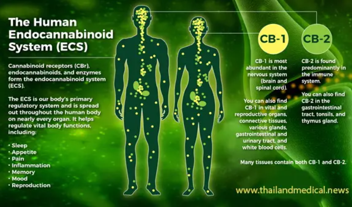 The Human
[GEL LLETLILGIE
System (ECS)

Sy