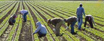 6 dicas de gestão de trabalhadores agrícolas para implantar em sua fazenda  - aGrow - Software para o agronegócio