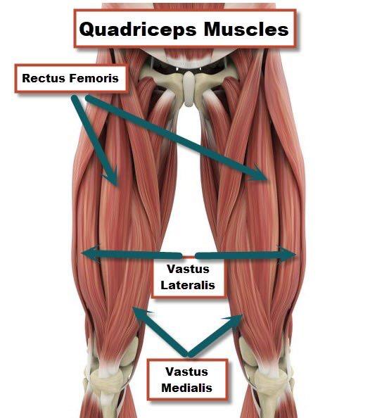  - Quadriceps Muscles