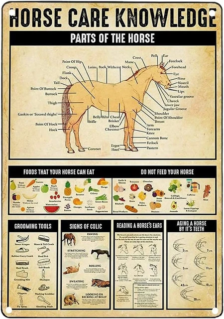 rORSE CARE KNOWLEDG:

PARTS OF THE HORSE
