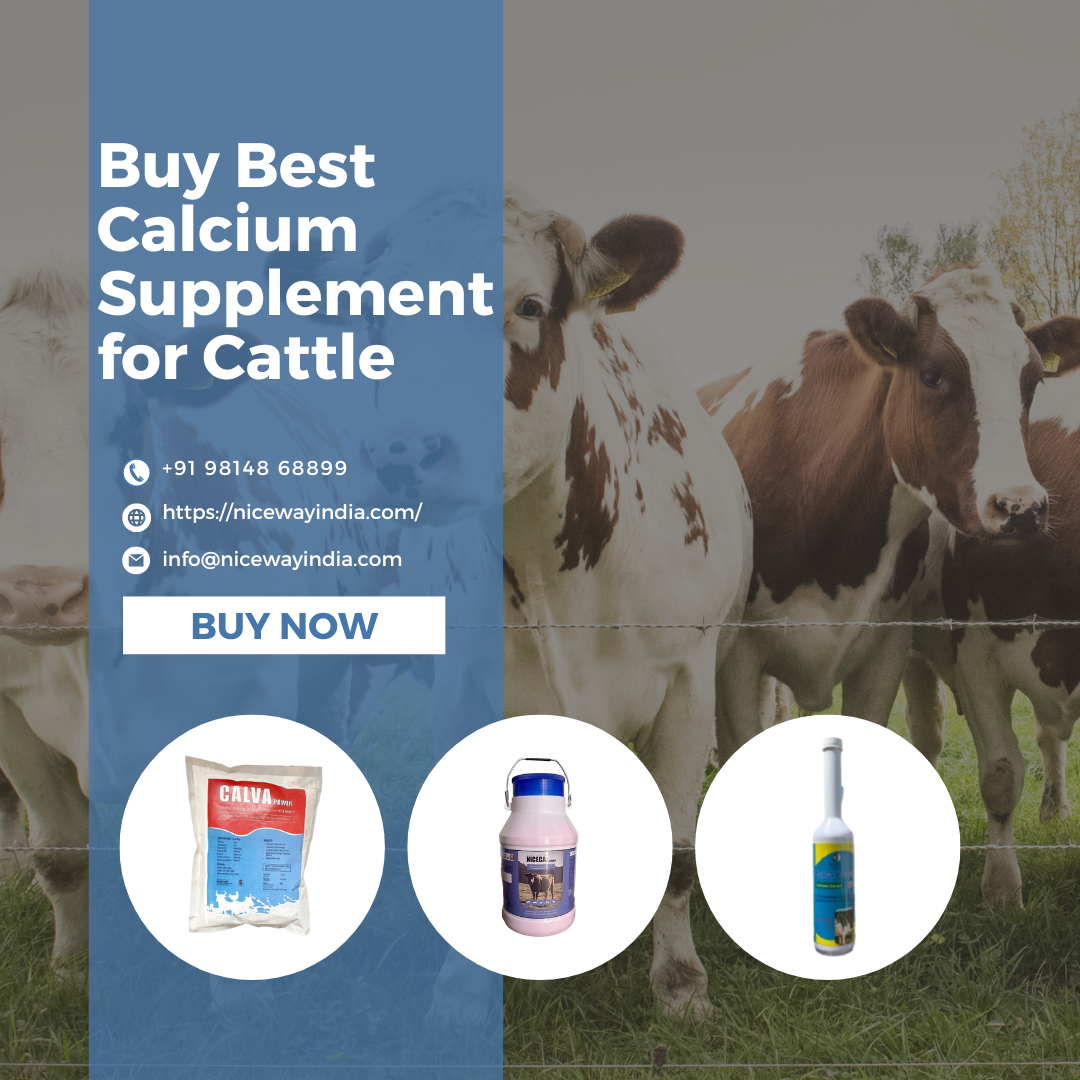 Buy Best
Calcium
Supplement
for Cattle

@® 9198148 68899

® https://nicewayindia.com/

© info@nicewayindia com

BUY NOW