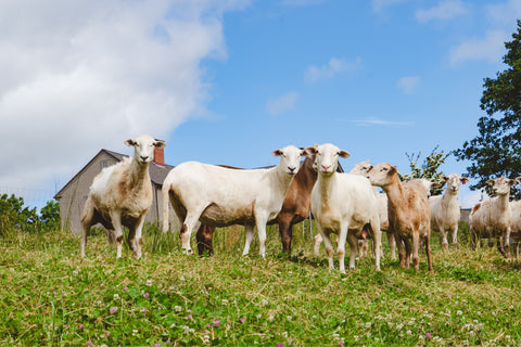 Description: azuluna foods azuluna farms premium pasture raised lambs