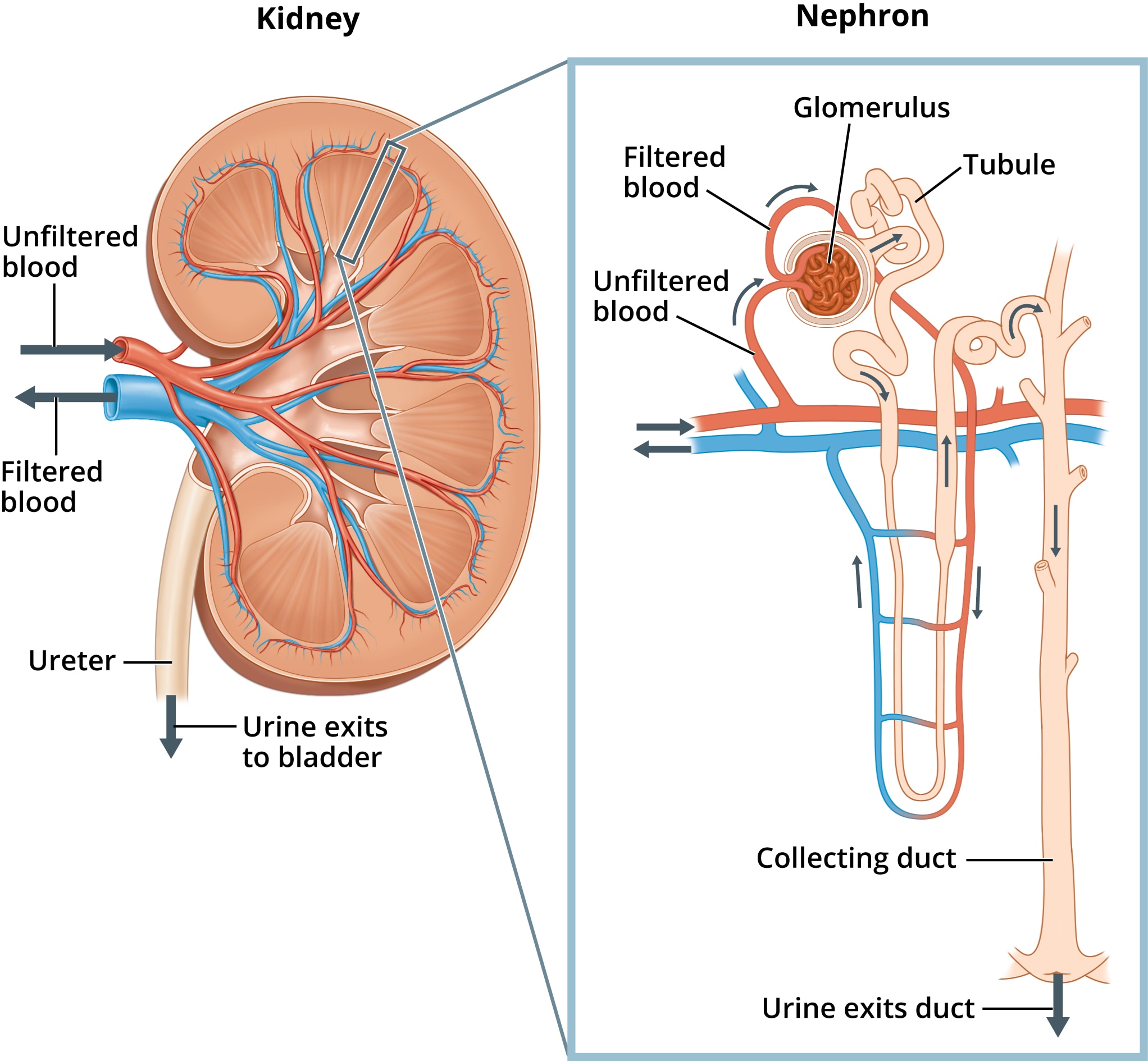 Kidney Nephron

 
   
 

Glomerulus
Filtered

 
 
  

Unfiltered
blood

      
   
   
 

Unfiltered

Urine exits
to bladder

  

Collecting duct

 

Urine exits duct 1