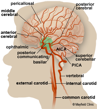 Detailed illustration of the arterior circulation of the brain - pericatiossl posterior
moa, fof

  

antenor

external carotid internal carotid

© Vaart Ci.