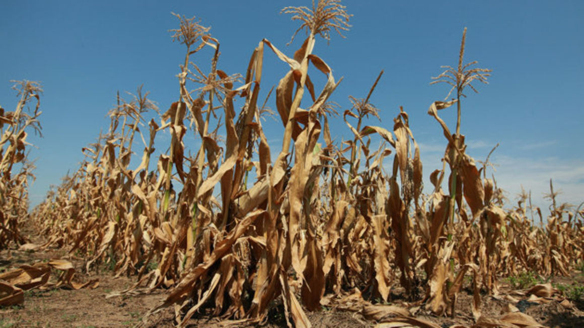 Baringo, Kwale, Laikipia, Kitui, West Pokot and Lamu are among counties at risk of severe food shortages.