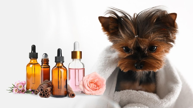 Photo aromatherapy for animals essential oils and cute yorkshire terrier on background
